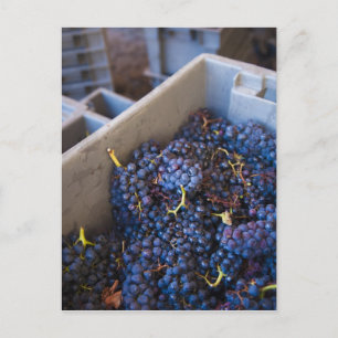 Weinkellerei Bodega Marques de Riscal, Trauben Postkarte