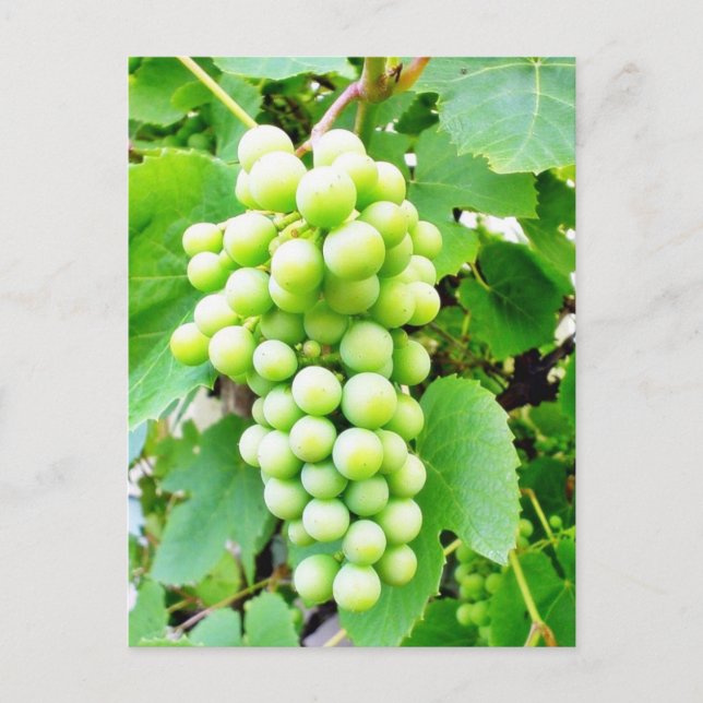 Weinrebe Postkarte (Vorderseite)