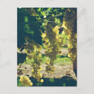 Weinreben eines alten Weinguts Postkarte