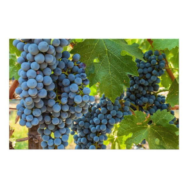 Weinreben Fotodruck (Vorne)