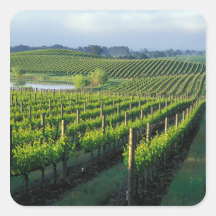 Weinreben in ordentlichen Reihen im kalifornischen Quadratischer Aufkleber