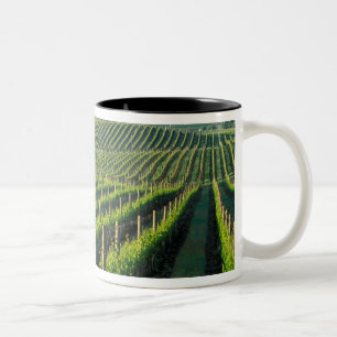 Weinreben in ordentlichen Reihen im kalifornischen Zweifarbige Tasse