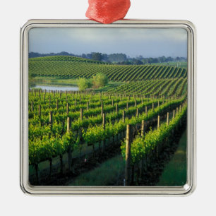 Weinreben in ordentlichen Reihen in Kaliforniens N Ornament Aus Metall