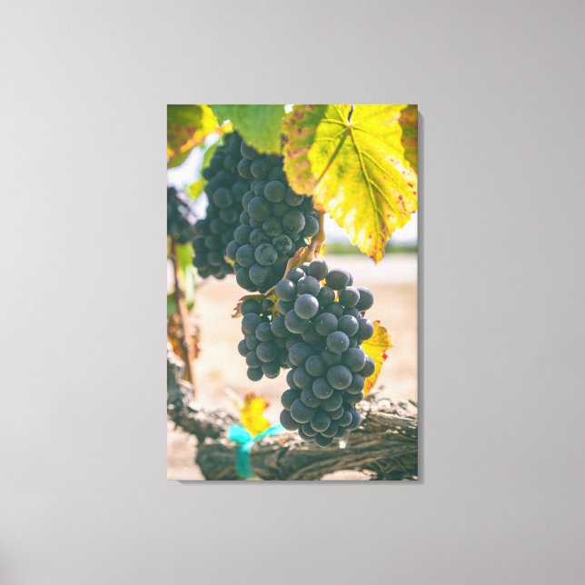 Weinreben Leinwanddruck (Vorderseite)