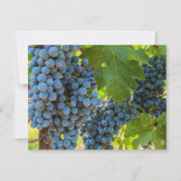 Weinreben