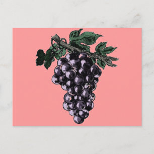 Weinreben Postkarte