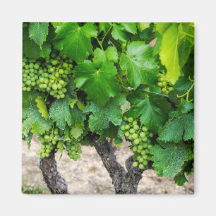 Weinrebenanbau, Frankreich Magnet