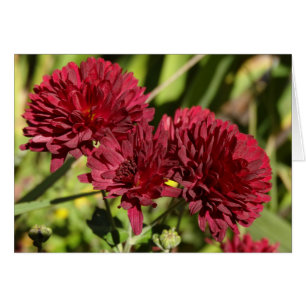 Weinrote Chrysanthemen