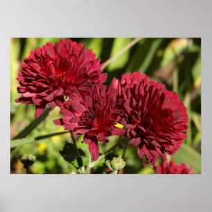 Weinrote Chrysanthemen Poster