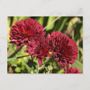 Weinrote Chrysanthemen Postkarte