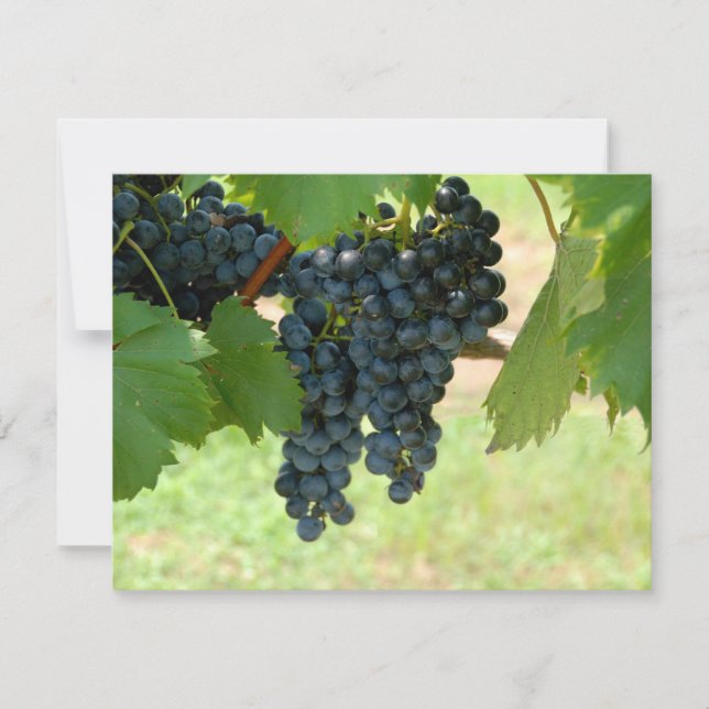 Weintrauben (Vorderseite)