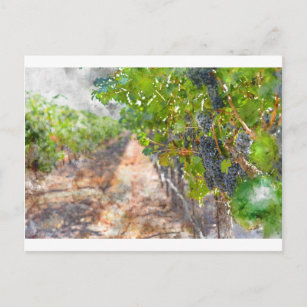 Weintrauben im Neapel Postkarte