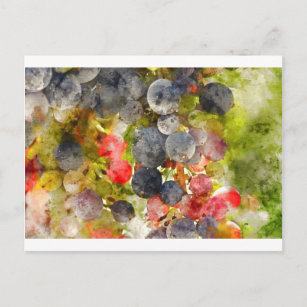 Weintrauben Postkarte