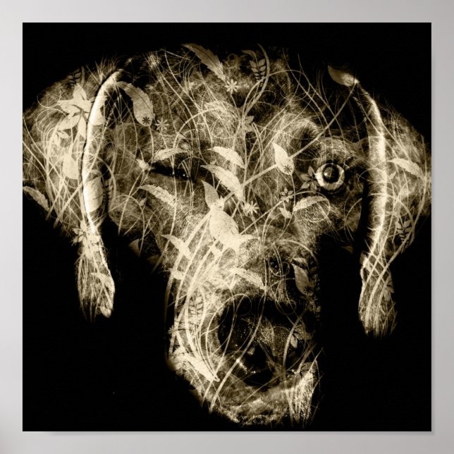 Weinweimaraner Poster (Vorne)