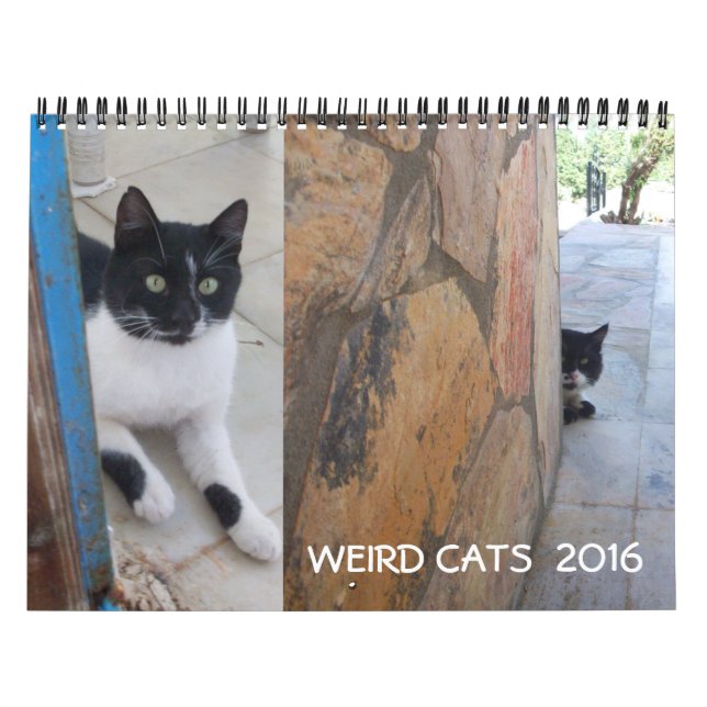 WEIRD CATS 2017 KALENDER (Titelbild)