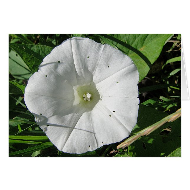 Weise Windenblüte, Grusskarte, Decke (Vorderseite (Horizontal))