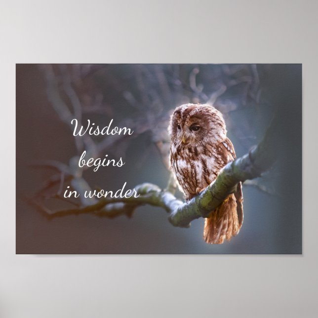 Weisheit beginnt in Wonder // Owl Poster (Vorne)