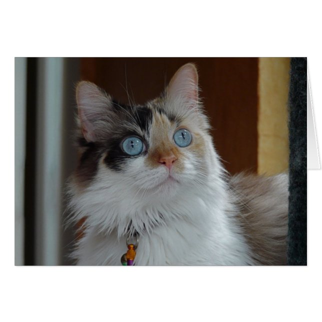 Weisheit sucht Karte (Vorderseite (Horizontal))