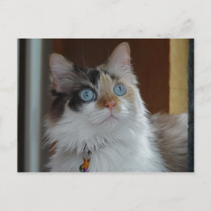 Weisheit sucht Postkarte