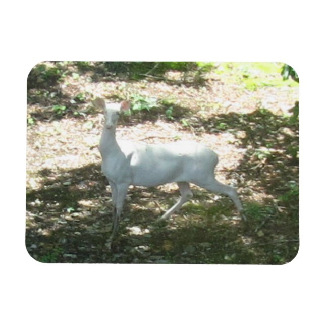 Weiß/Albino Deer 3x4 Foto Magnet