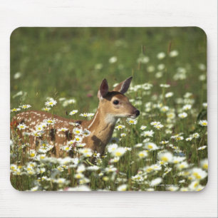 Weiß-angebundene Rotwild auf dem Gebiet der Mousepad