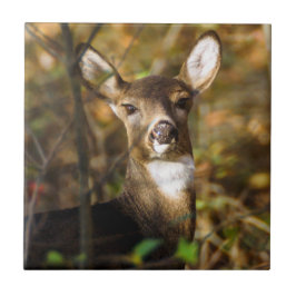 Weiß-Angebundene Rotwild-Keramik-Foto-Fliese Fliese