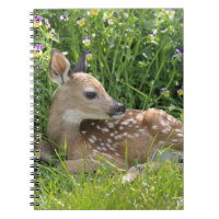 Weiß-angebundene Rotwild (Odocoileus virginianus)