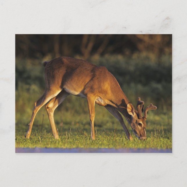 Weiß-angebundene Rotwild, Odocoileus virginianus, Postkarte (Vorderseite)