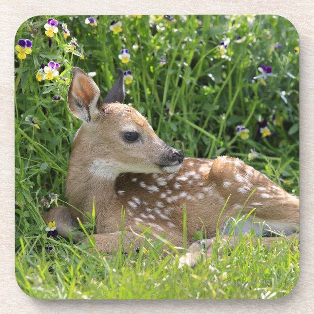 Weiß-angebundene Rotwild (Odocoileus virginianus) Untersetzer (Vorderseite)