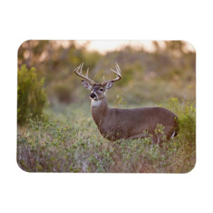 weiß-angebundener Mann 2 der Rotwild (Odocoileus Magnet