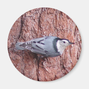 Weiß breasted Kleiber-Vogel-Magnet Magnet