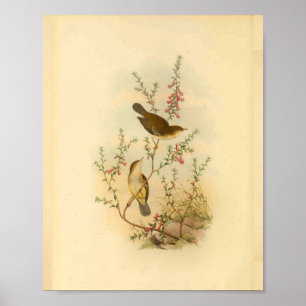 Weiß gefleckter Fliegenschnäpper Vogel Vintage-Dru Poster