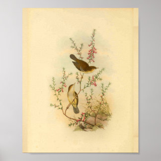 Weiß gefleckter Fliegenschnäpper Vogel Vintage-Dru Poster