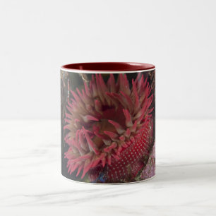 Weiß-gepunktete Rosen-Anemone Zweifarbige Tasse