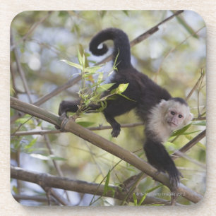 Weiß-Gesichtiger Capuchin, Guanacaste, Costa Rica Untersetzer