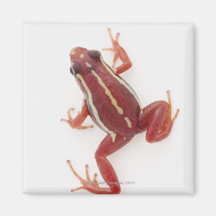 Weiß-gestreifter Gift-Pfeil-Frosch Magnet