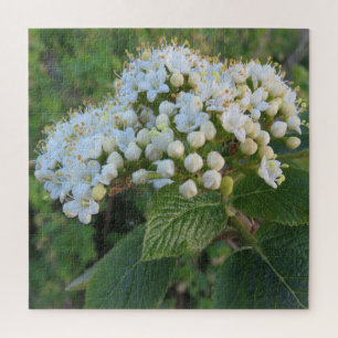 Weiß, Hintergrund, Blüte, Blume, Natur, Sommer, Puzzle