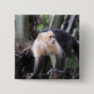 Weiß-köpfiger Capuchin, Cebus capucinus. Playa Button