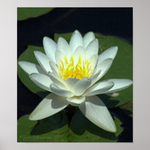 WEISS LOTUS BLOSSOM/NAH-UP/FOTOG. POSTER