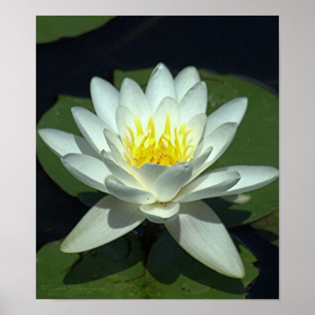 WEISS LOTUS BLOSSOM/NAH-UP/FOTOG. POSTER (Vorne)