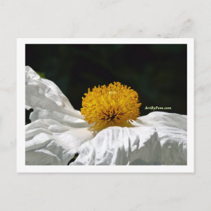 Weiss mit Gelb Postkarte
