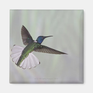 Weiß-necked Jacobin Florisuga melivora Costa 2 Magnet