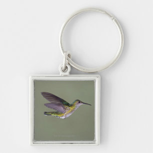 Weiß-necked Jacobin Florisuga melivora Costa Schlüsselanhänger