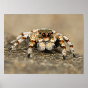 Weiß-Orange Springspinne Poster