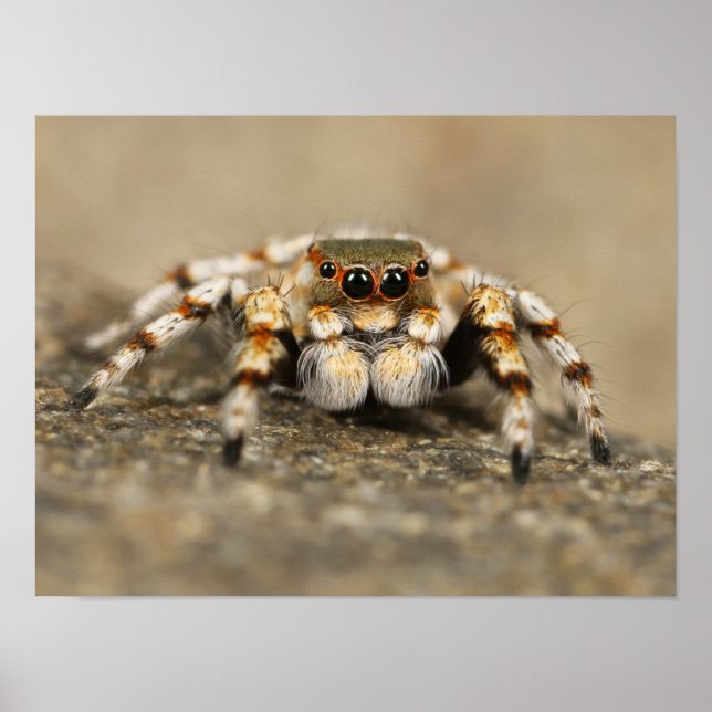 Weiß-Orange Springspinne Poster (Vorne)