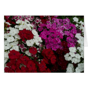 Weiß, Rosa und Rote Dianthus