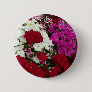 Weiß, Rosa und Rote Dianthus Button