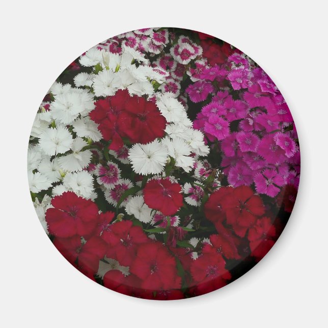 Weiß, Rosa und Rote Dianthus Magnet (Vorne)