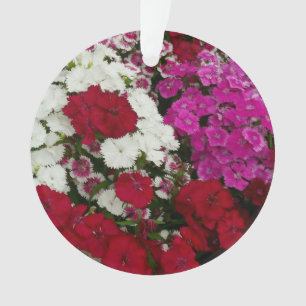 Weiß, Rosa und Rote Dianthus Ornament