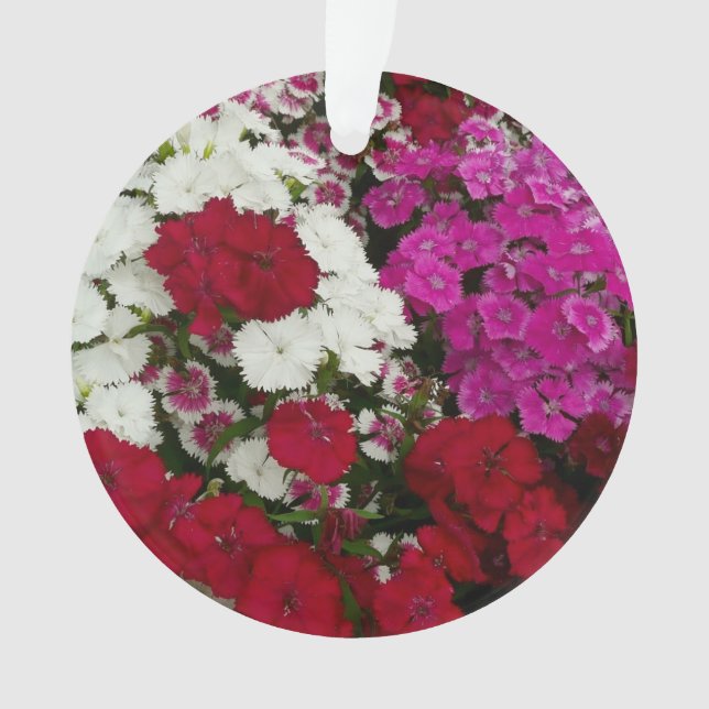 Weiß, Rosa und Rote Dianthus Ornament (Vorderseite)